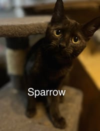 Sparrow - Photo 1