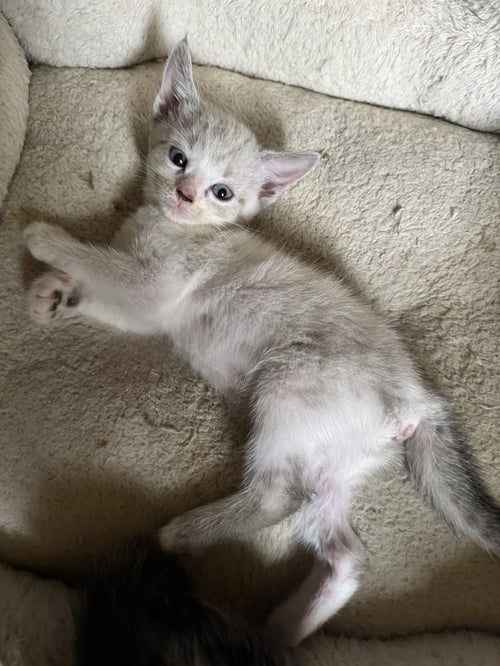 DEBBIE - Siamese / Domestic Short Hair available for adoption