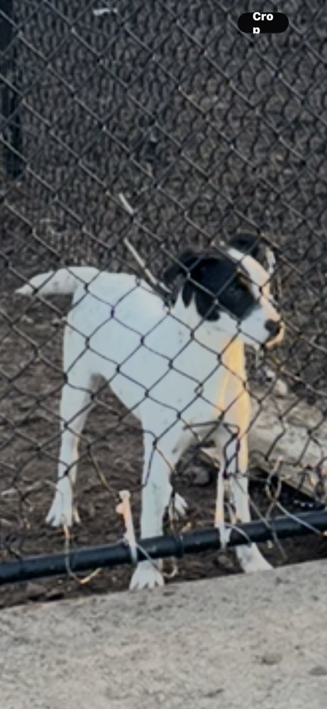SUMMER - Terrier available for adoption