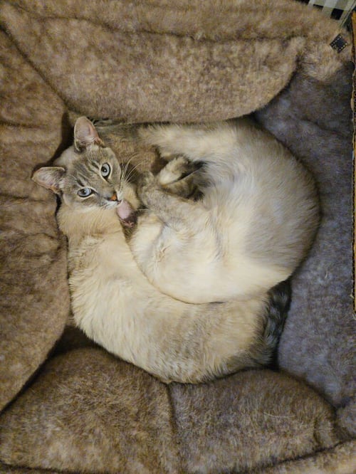 KIMMIE & KARA (BONDED PAIR) - Siamese available for adoption