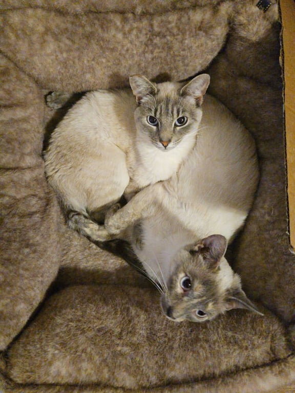 Kimmie & Kara (bonded pair) Image