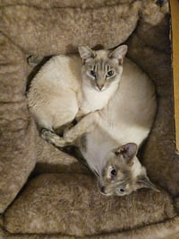 Kimmie & Kara (bonded pair) - Photo 1