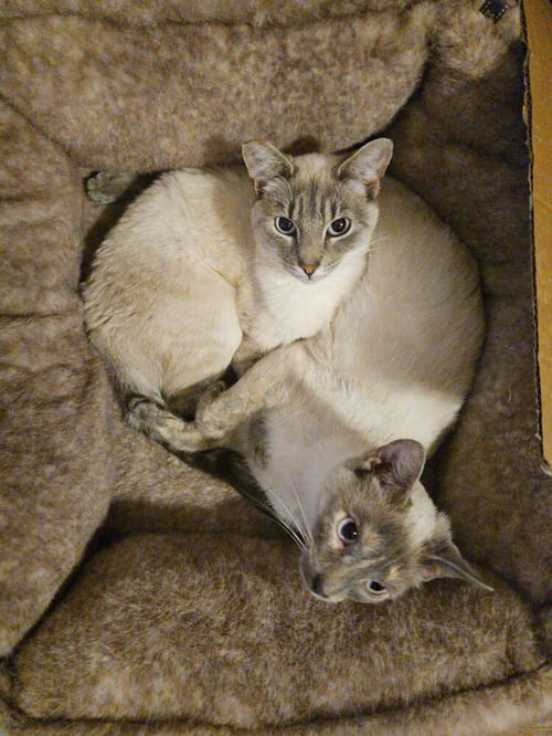 KIMMIE & KARA (BONDED PAIR) - Siamese available for adoption