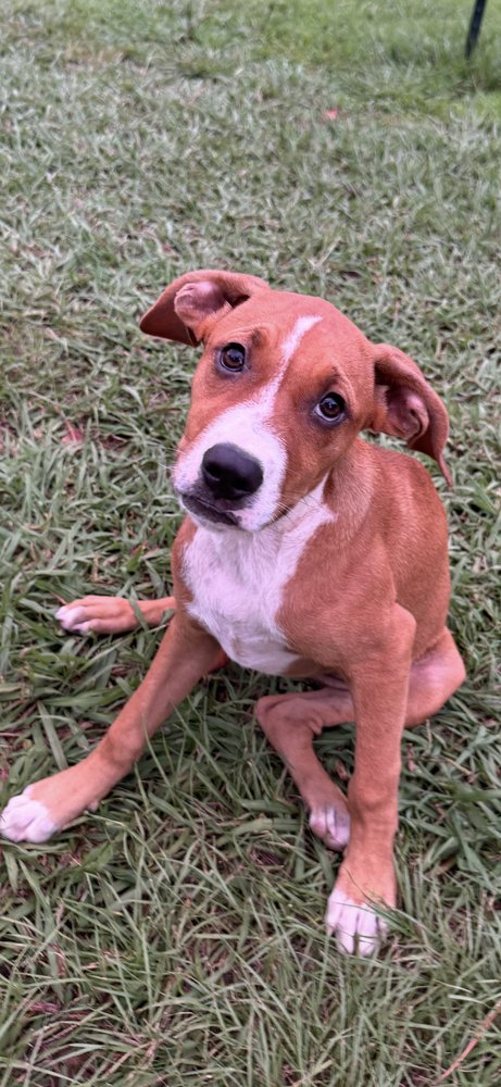 BABY EMMY - Hound available for adoption