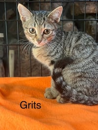 Grits - Photo 1