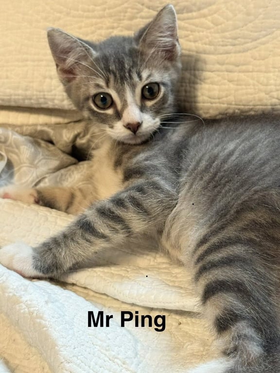 Mr Ping Image