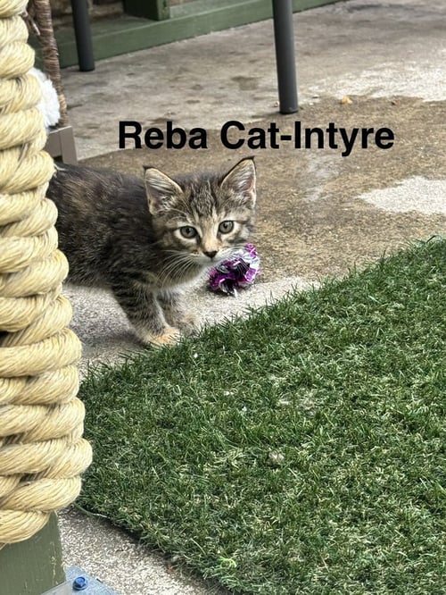 REBA CAT-INTYRE - Domestic Short Hair available for adoption