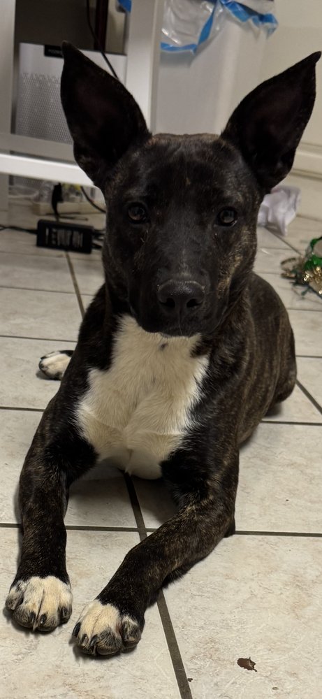 DAPHNE - Cattle Dog / Pit Bull Terrier available for adoption
