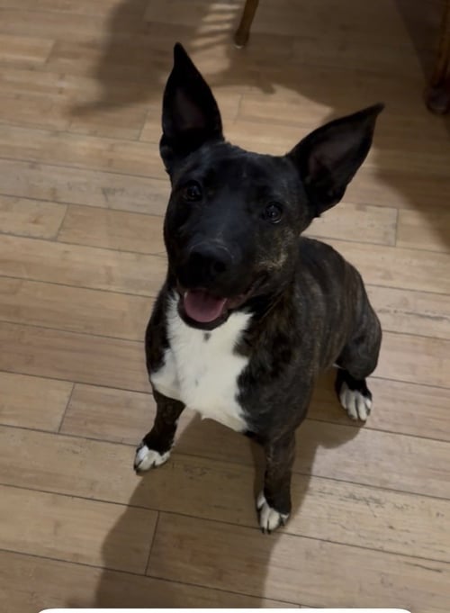 DAPHNE - Cattle Dog / Pit Bull Terrier available for adoption