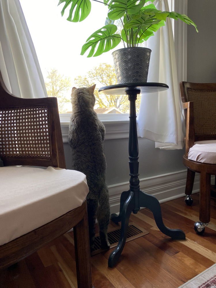 Kitty Cent - Photo 3
