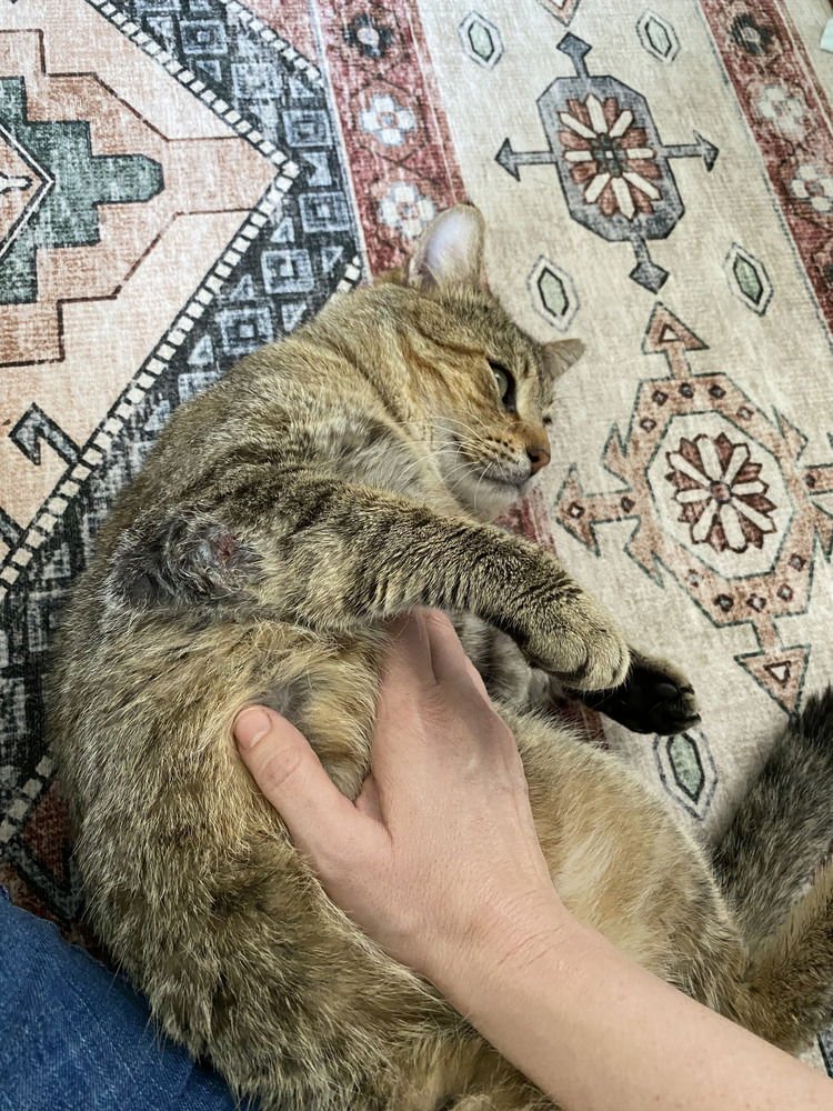 Kitty Cent - Photo 4
