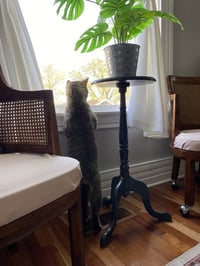 Kitty Cent - Photo 3