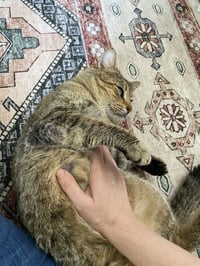 Kitty Cent - Photo 4