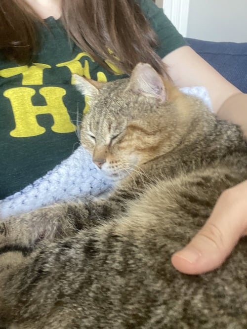 KITTY CENT - Domestic Short Hair available for adoption