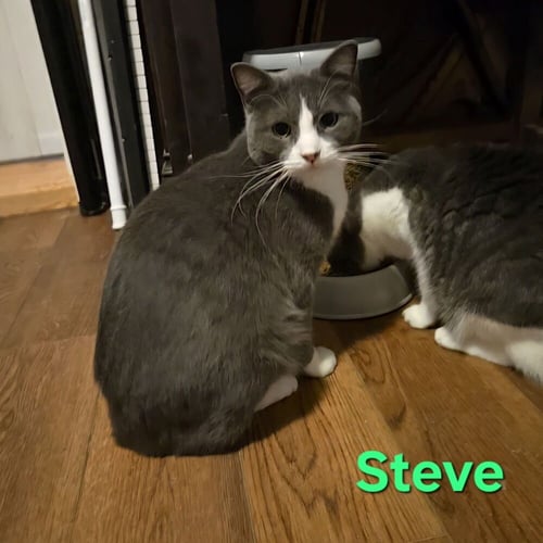 STEVE - Domestic Short Hair available for adoption