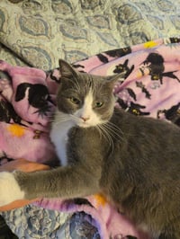 Steve - Photo 4