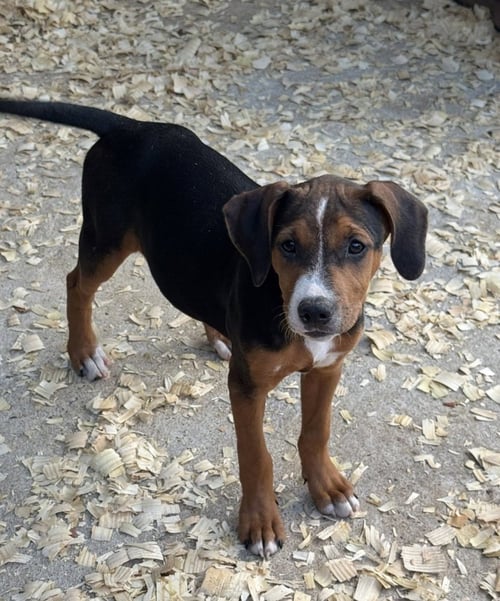JESSIE - Hound / Terrier available for adoption