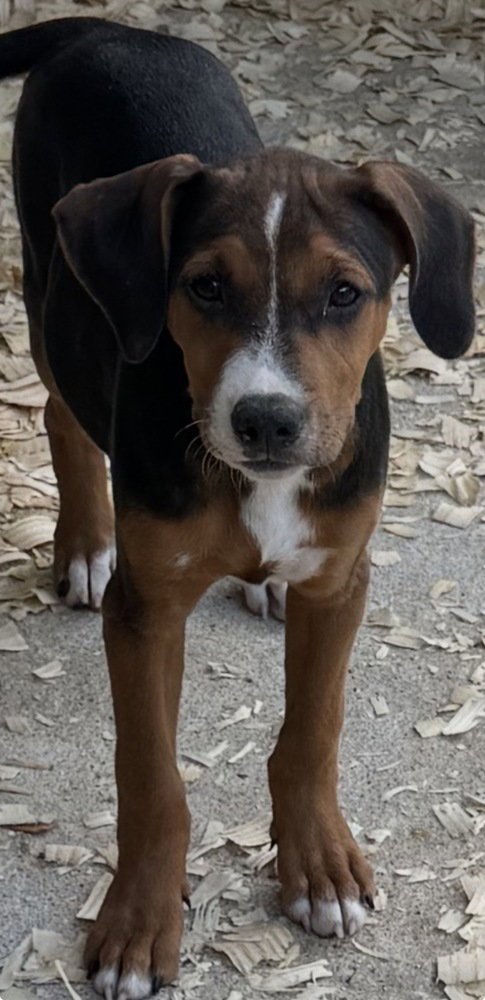 JESSIE - Hound / Terrier available for adoption