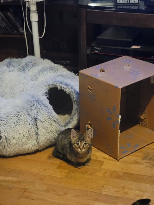 AMBER - Domestic Short Hair available for adoption