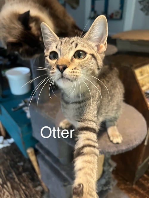 OTTER - Domestic Short Hair available for adoption