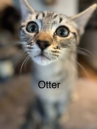 Otter - Photo 1