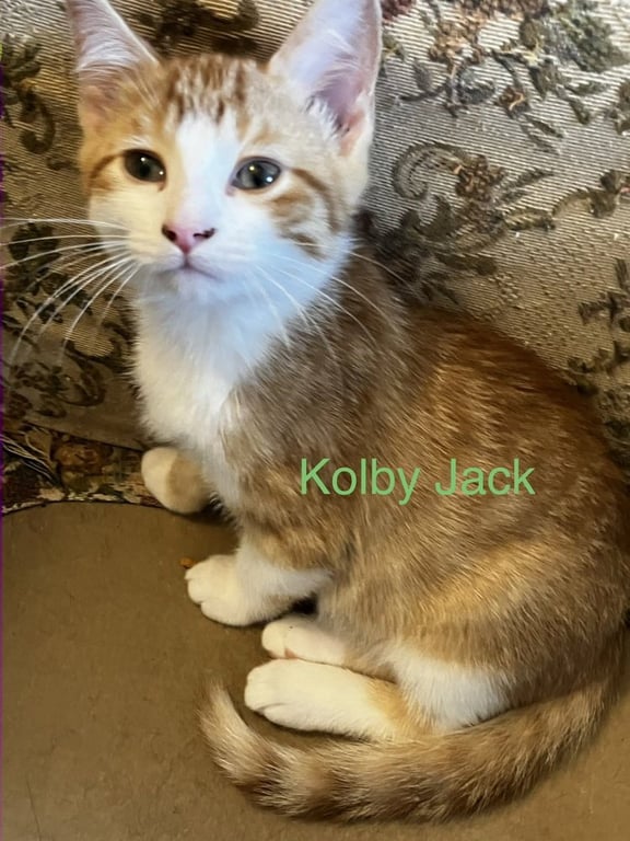 Kolby Jack Image