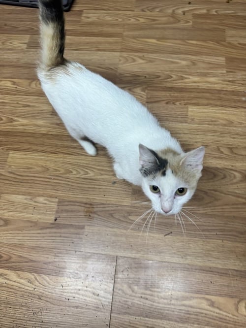 CRICKET - Calico available for adoption