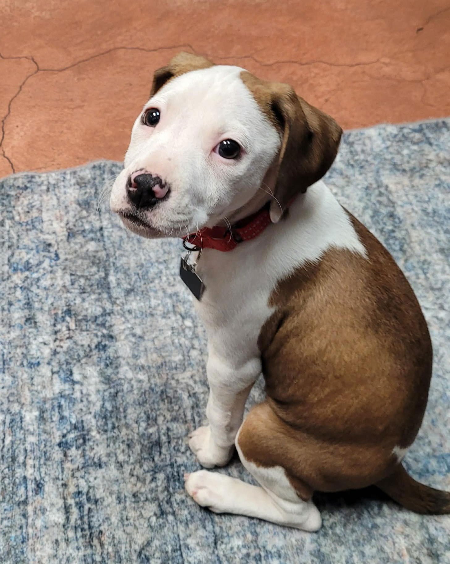 JANEY - Hound available for adoption