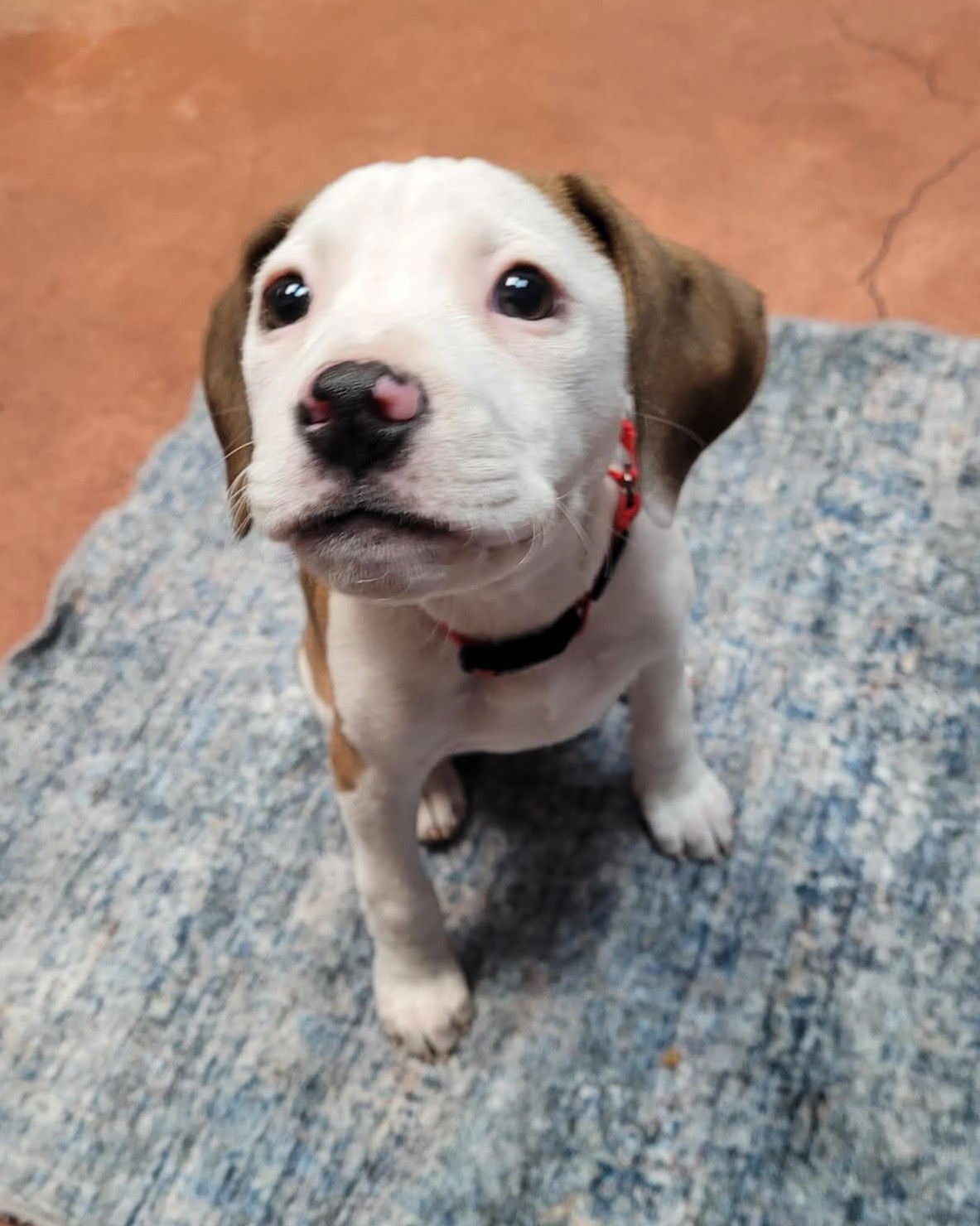 JANEY - Hound available for adoption