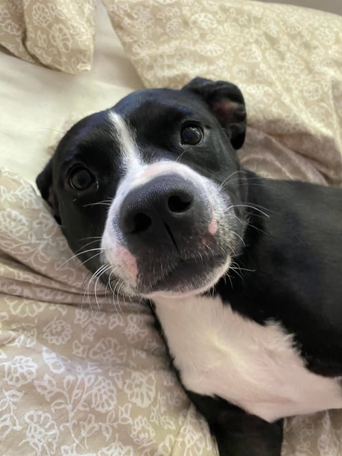HARPER - Pit Bull Terrier / Border Collie available for adoption
