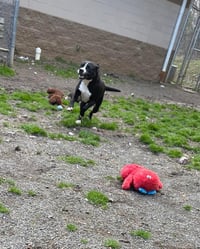 Harper - Photo 10
