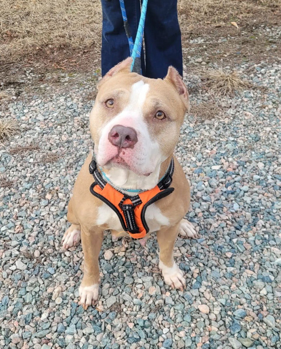 VALKA - Pit Bull Terrier / American Staffordshire Terrier available for adoption