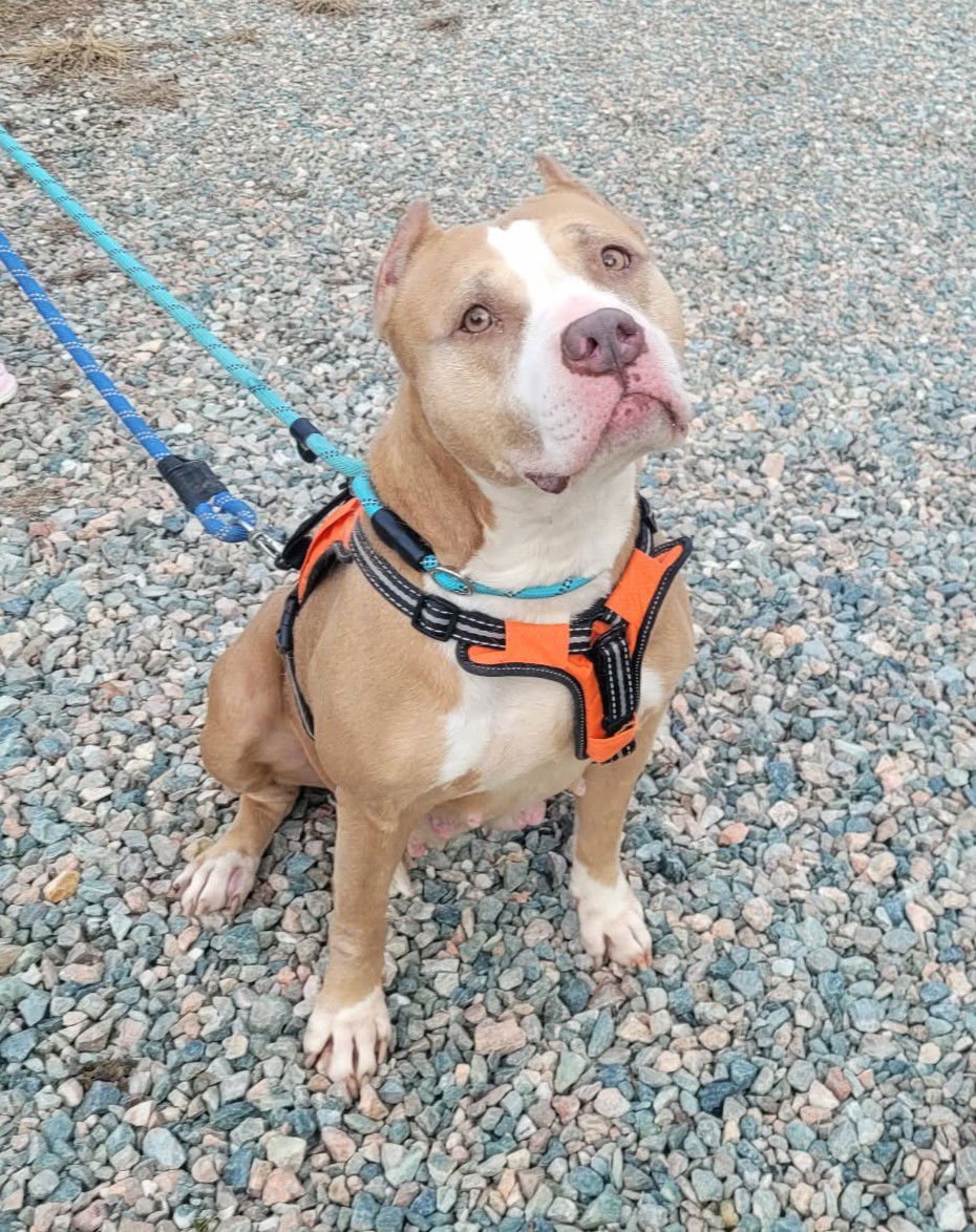VALKA - Pit Bull Terrier / American Staffordshire Terrier available for adoption