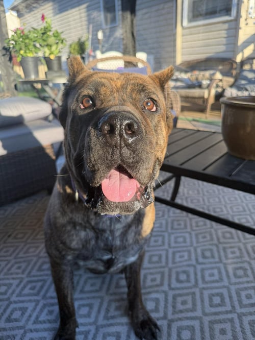 NOLA (COURTESY LISTING) - Cane Corso Mastiff available for adoption