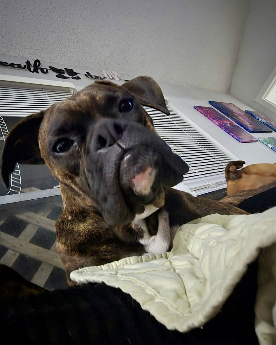 LITTLE GIRL (LIL) - Boxer available for adoption