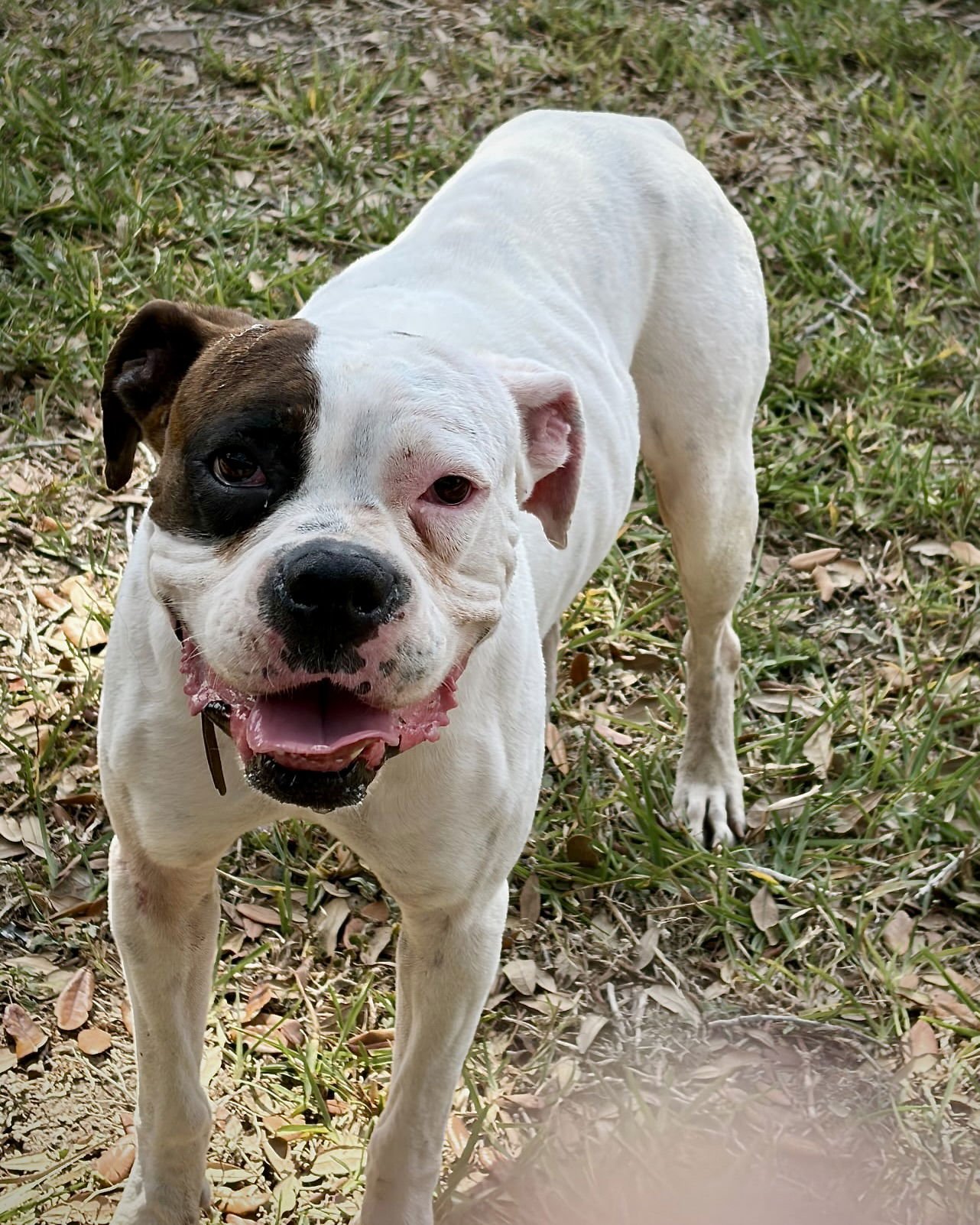 ELI - Boxer available for adoption