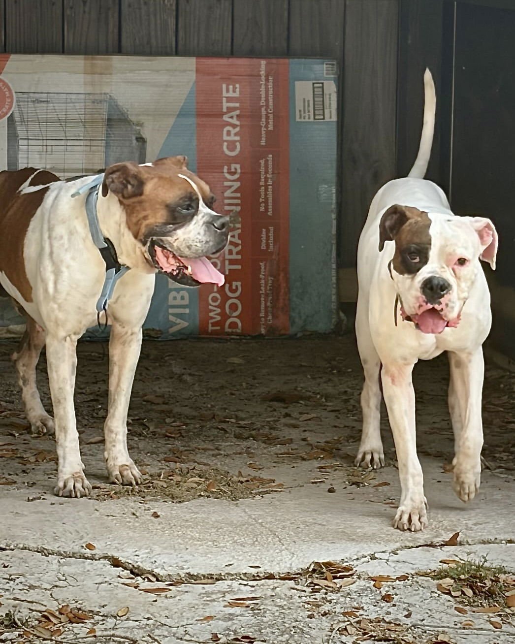 ELI - Boxer available for adoption