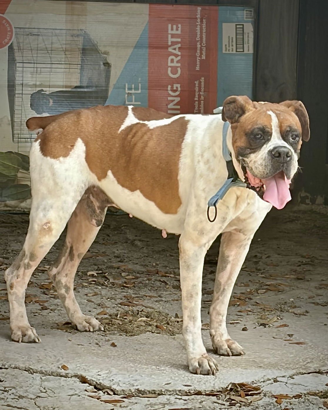 ARCHIE - Boxer available for adoption