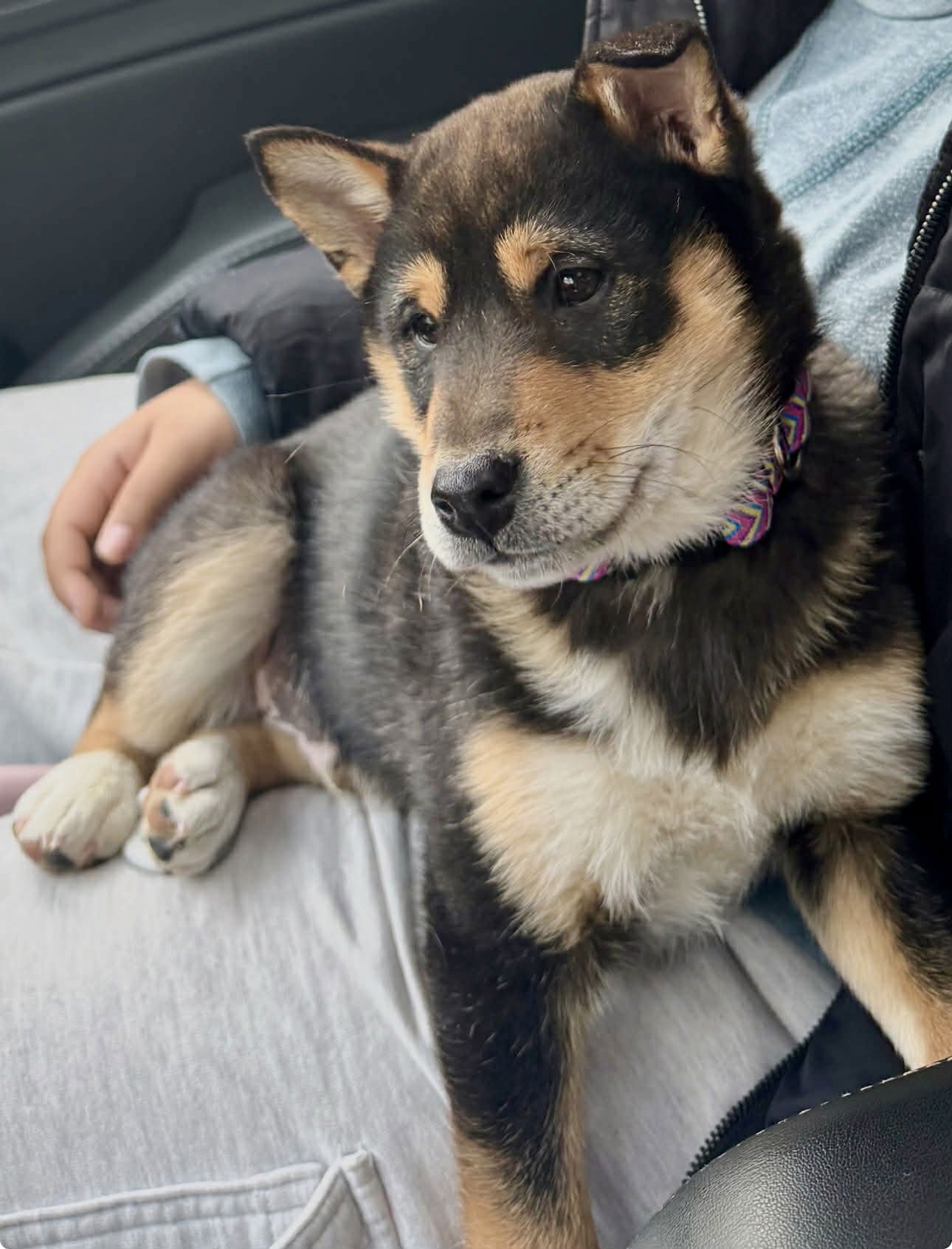 RANGER - Shiba Inu available for adoption