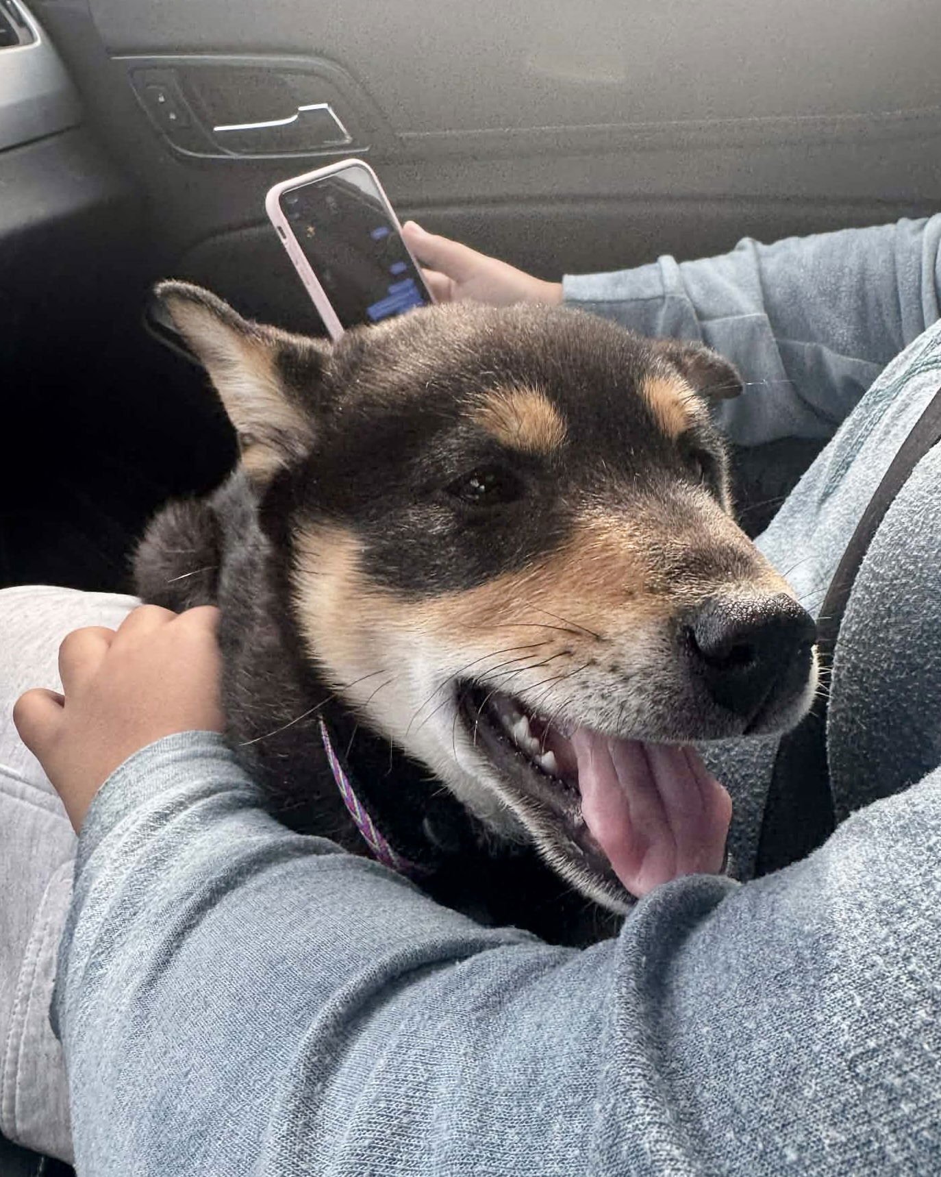 RANGER - Shiba Inu available for adoption