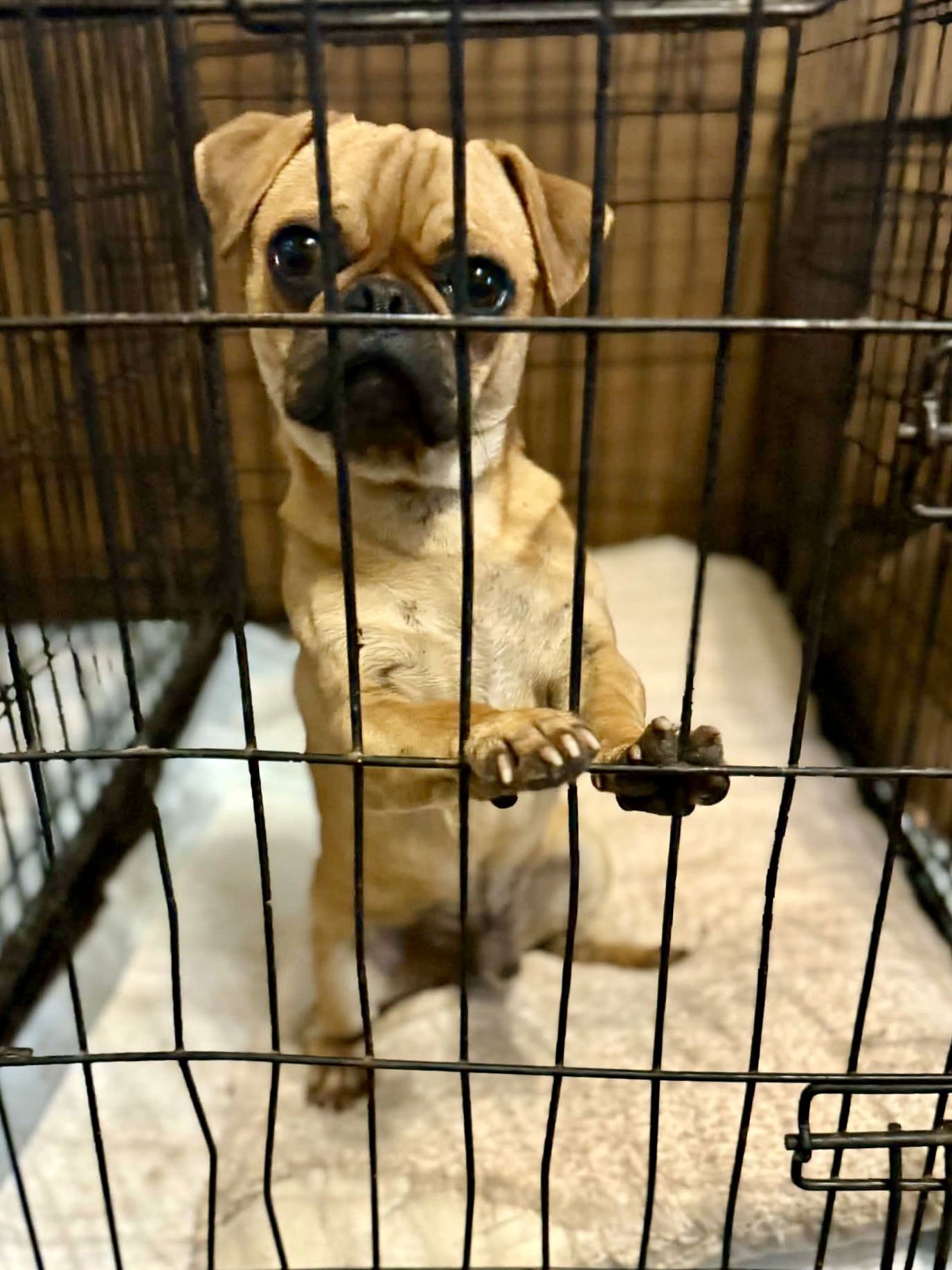 MARTIN - Pug available for adoption