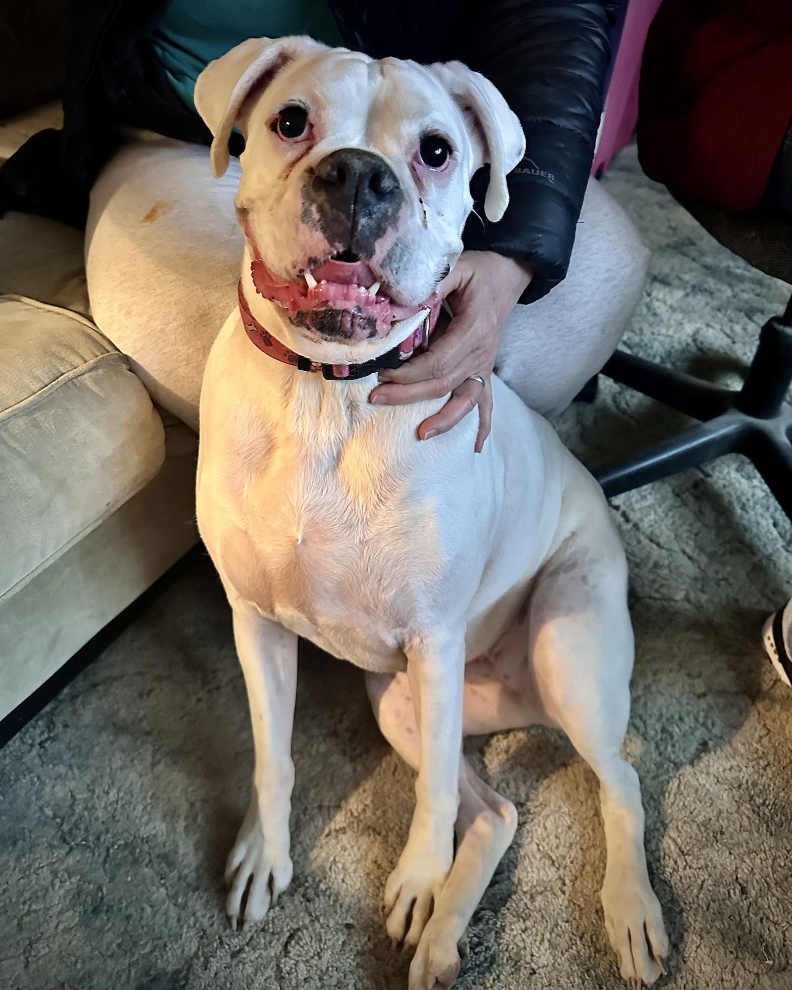 BONDED - LILLY - Boxer available for adoption