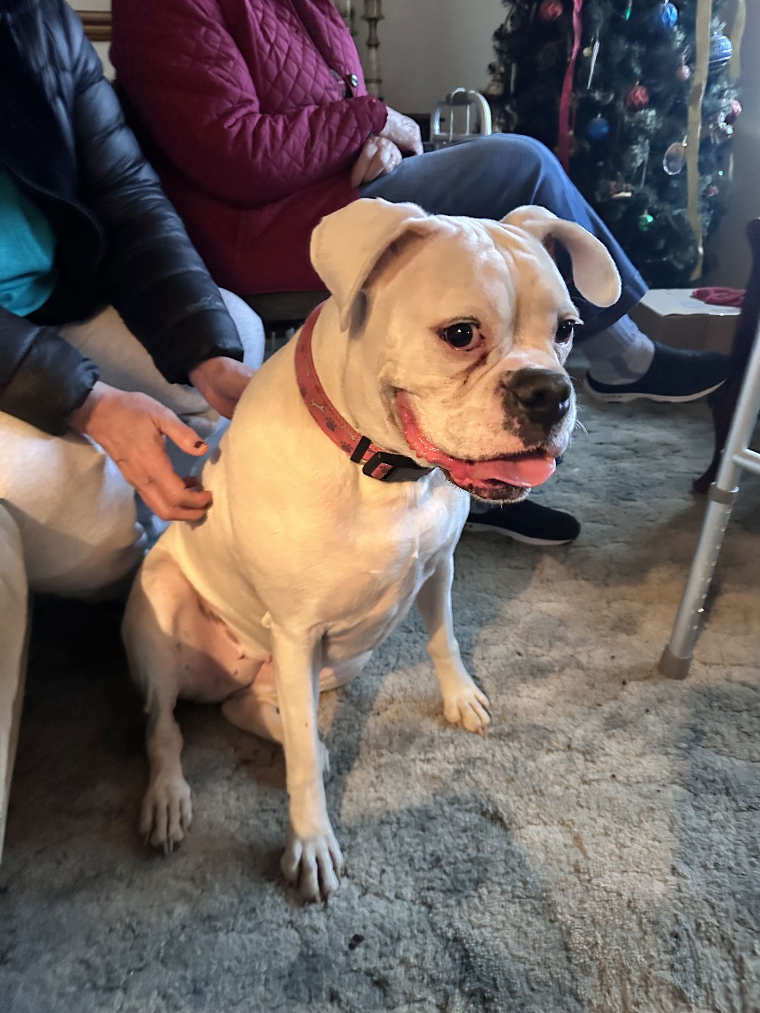 BONDED - LILLY - Boxer available for adoption