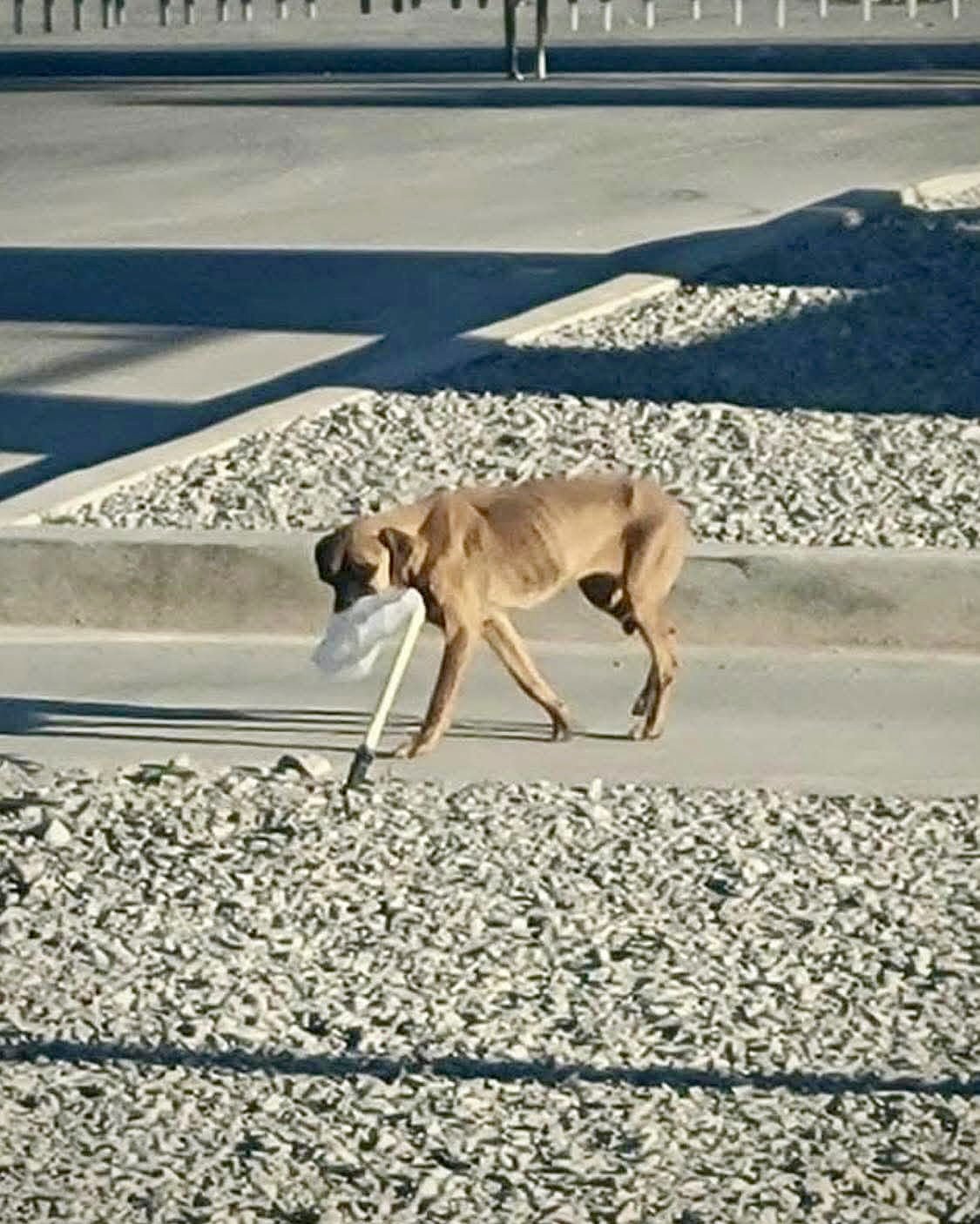 LILA - Boxer available for adoption