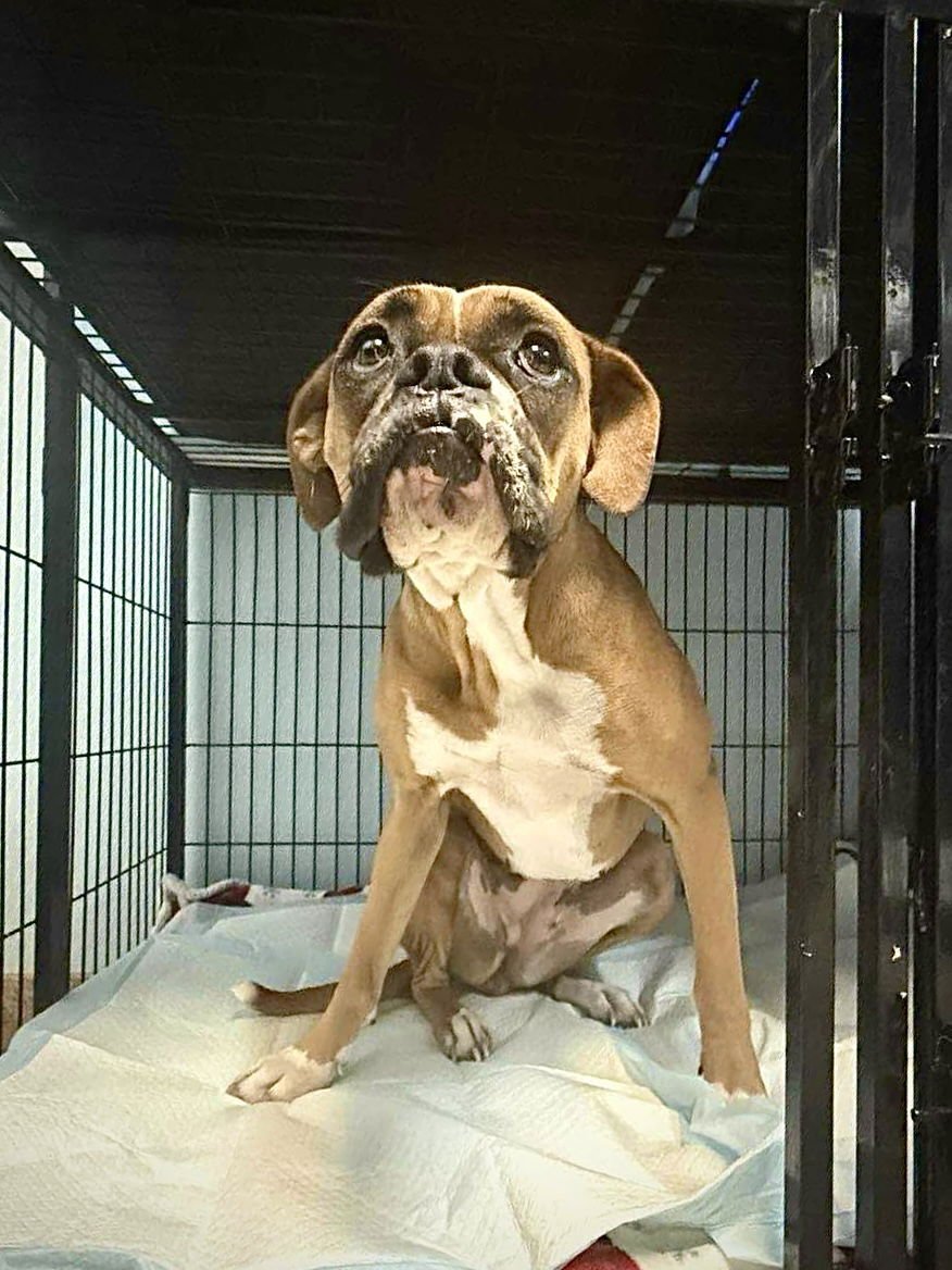 BAILEY - Boxer available for adoption