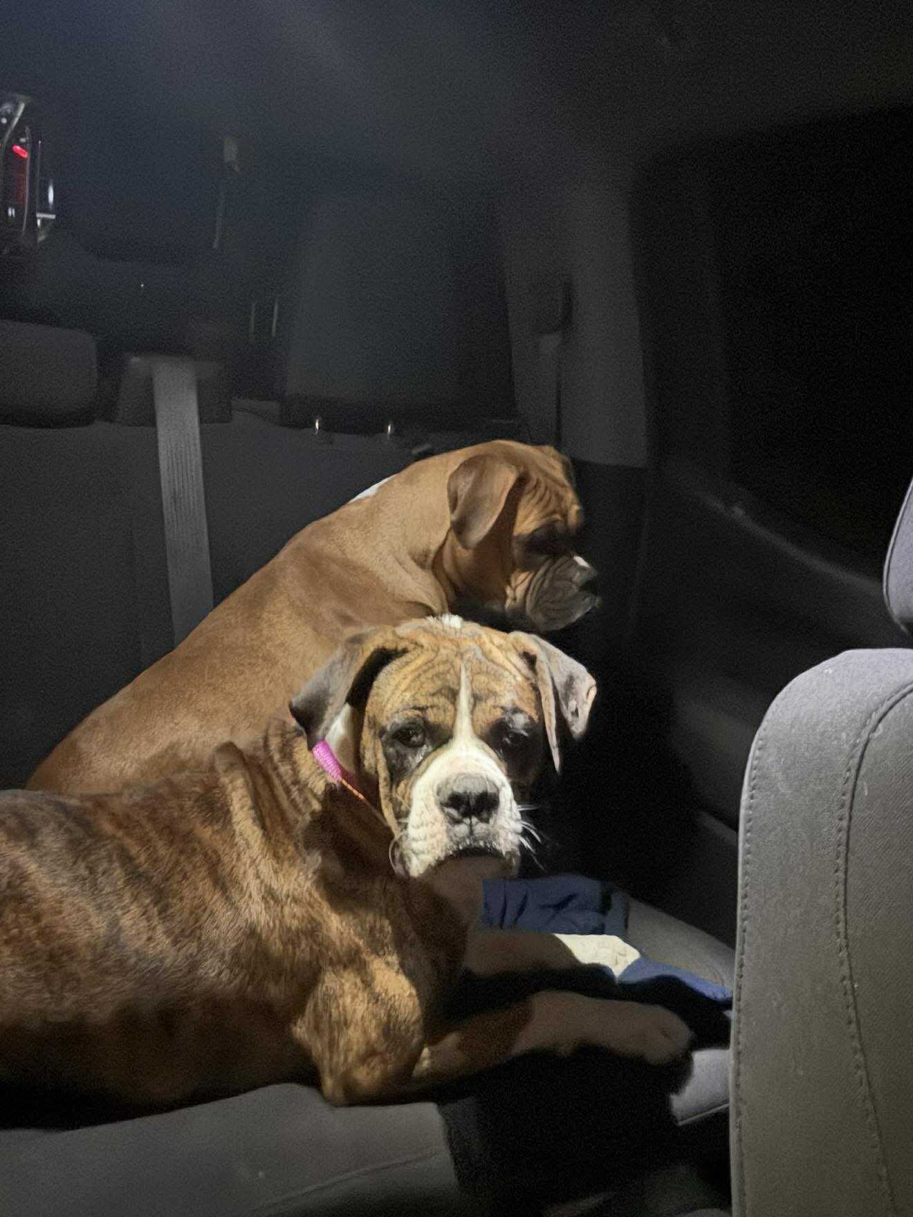 BAILEY - Boxer available for adoption