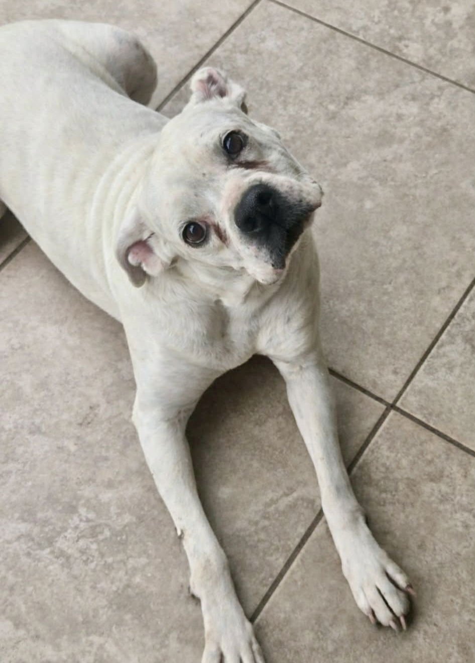 RYLEIGH - Boxer available for adoption