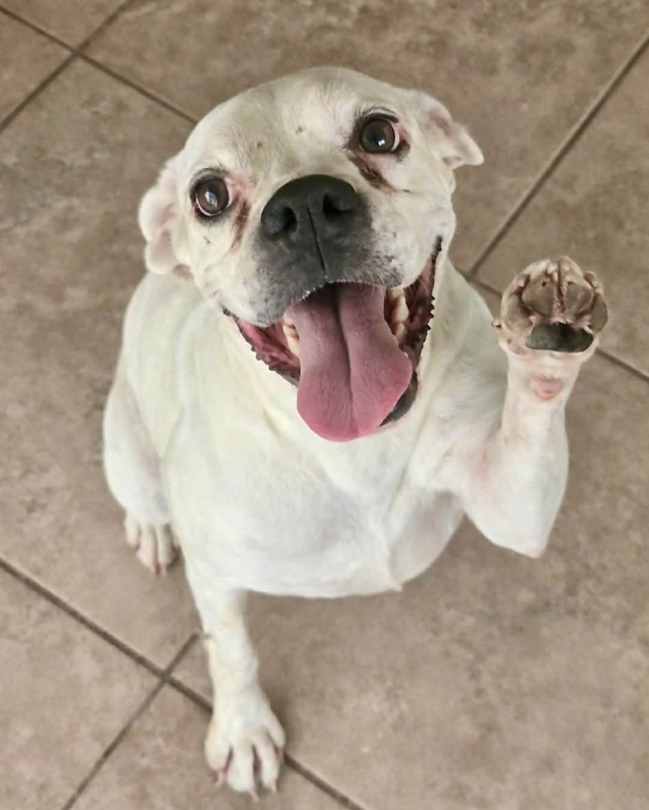 RYLEIGH - Boxer available for adoption