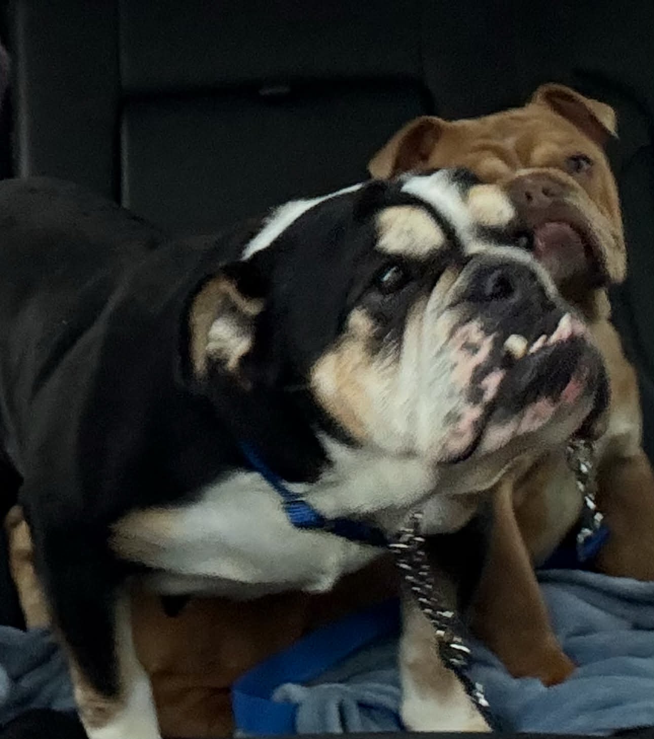 SNICKERS - English Bulldog available for adoption