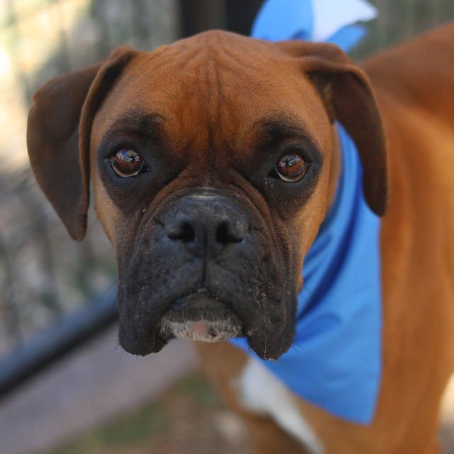 ROCQUE - Boxer available for adoption